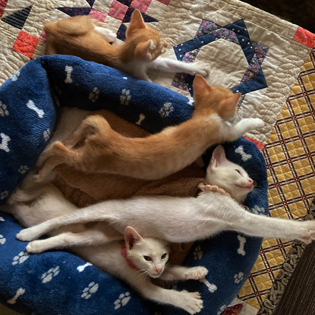 昼寝する猫たち