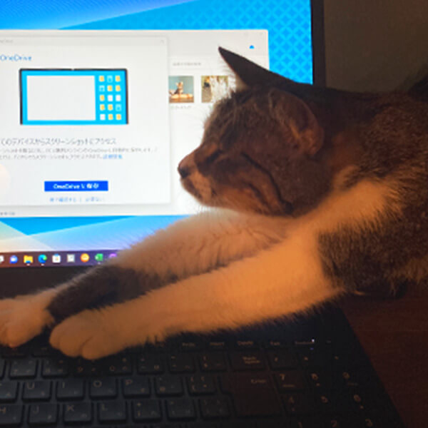 PCの上に乗る猫