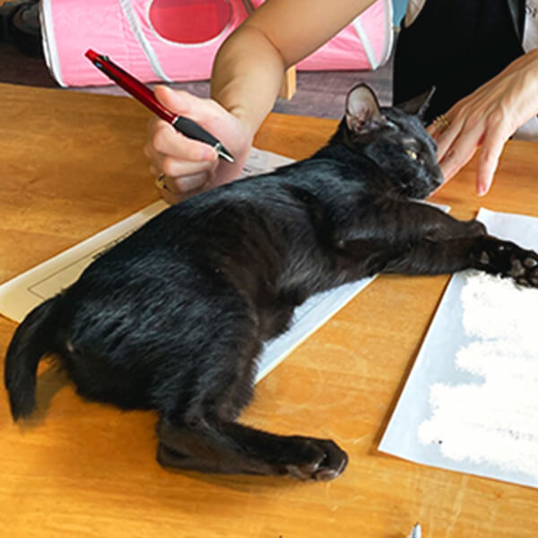 テーブルで作業を邪魔する猫２